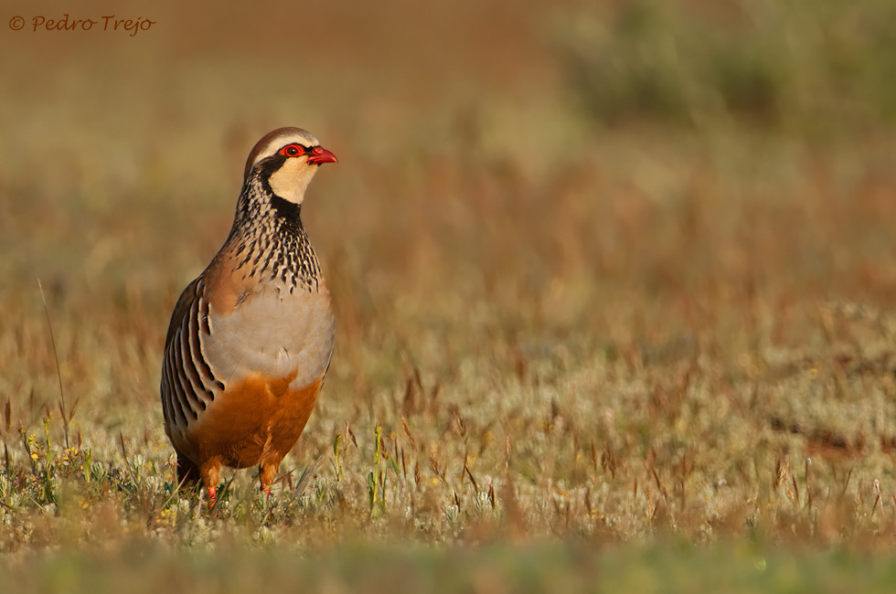 Perdiz común (Alectoris rufa)